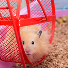 Hamster Wheel