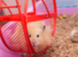 Pet Sitting Brixham