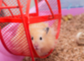 Hamster in hamster Wheel