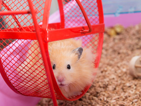 Like a hamster on a wheel...