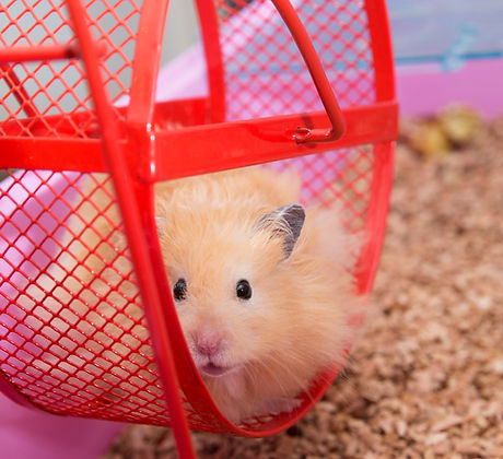 Hamster Wheel