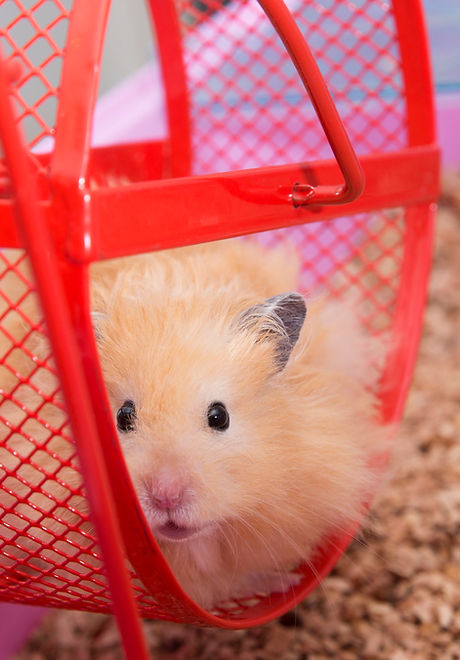 Hamster Wheel