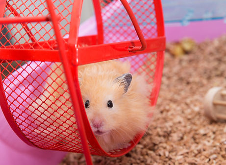 Hamster in hamster Wheel