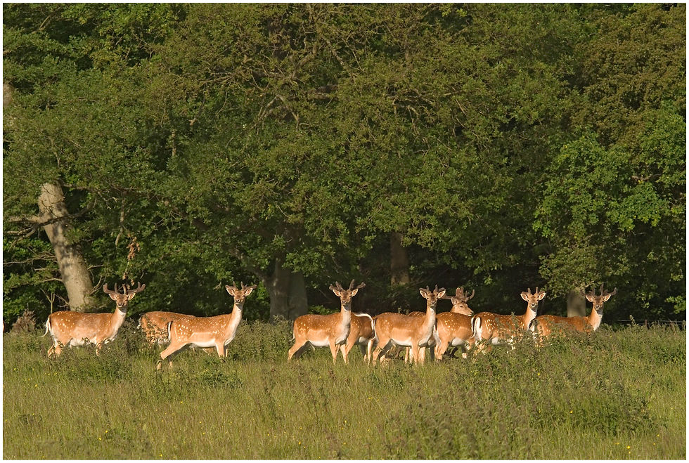 animal-30