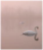 bird-74