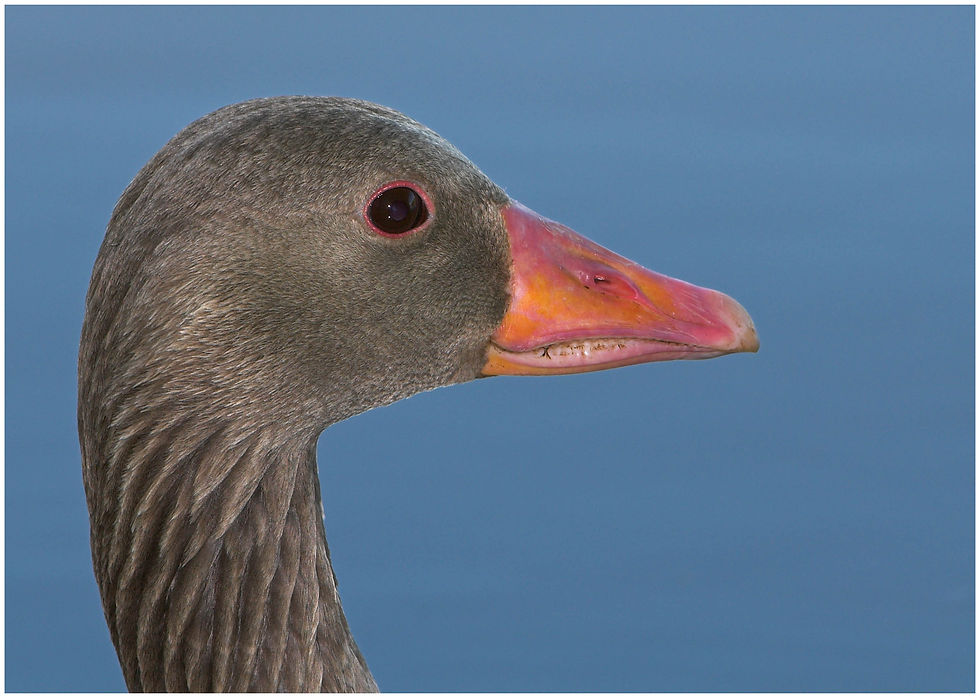 bird-106