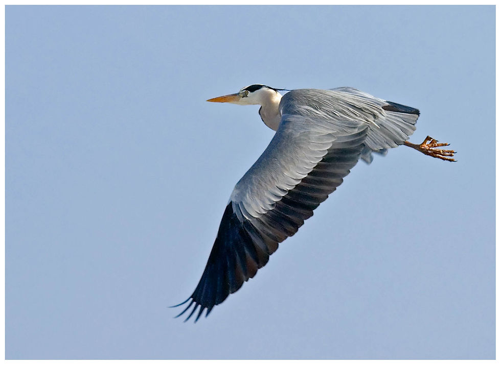 bird-8