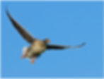 bird-174