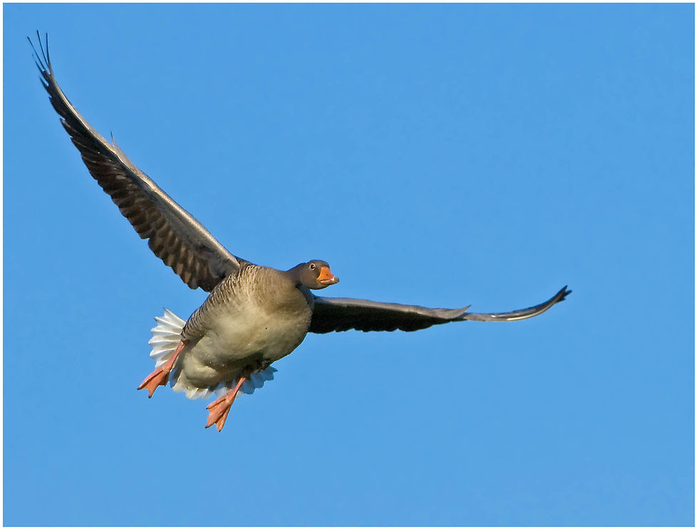 bird-174