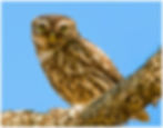 bird-19