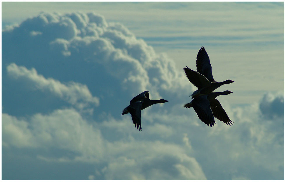 bird-62