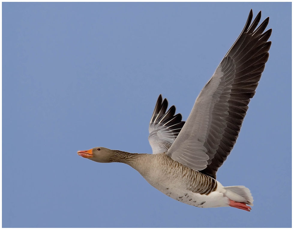 bird-25