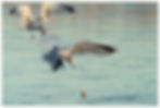 bird-39