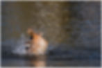 bird-168