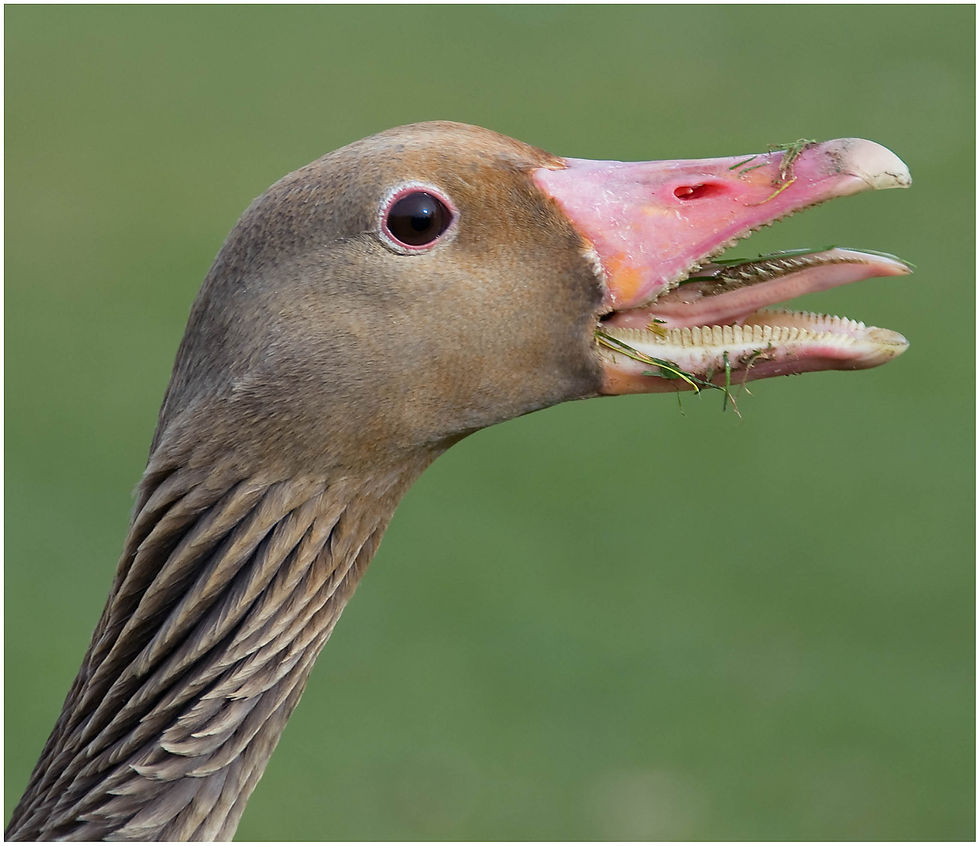 bird-167