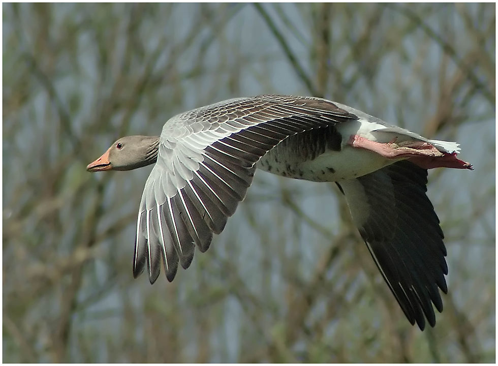 bird-5