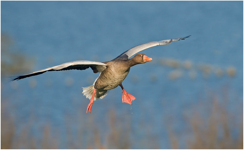 bird-169