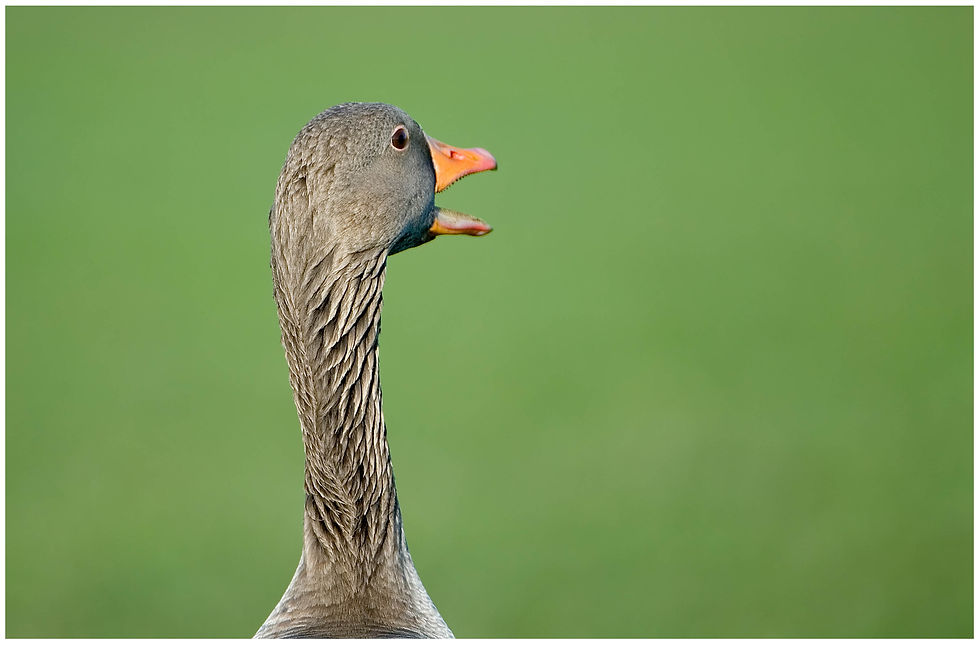 bird-146