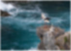 bird-181