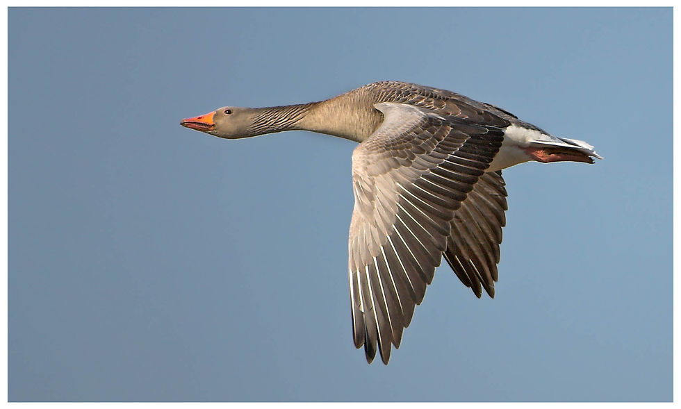 bird-34