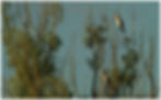 cormorant