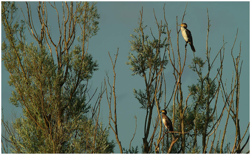 cormorant