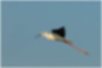 bird-16