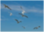 bird-159