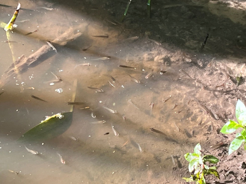 Western Mosquitofish, a prolific and hardy native fish that provides excellent mosquito control.