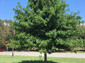Native plant of the month: Quercus pagoda (Cherrybark oak)