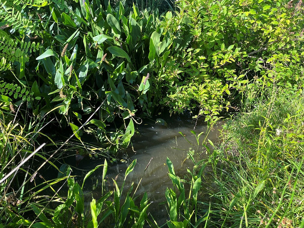 The pond in late June 2025. Overhanging and emergent vegetation attracts pollinators and predators and provides complex aquatic habitat, but makes the pond look much smaller than it really is.