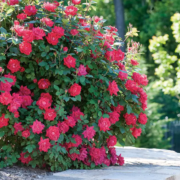 knock-out-rose-bushes-13210-1f_600.webp