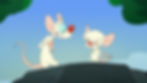 Animaniacs Pinky and the Brain