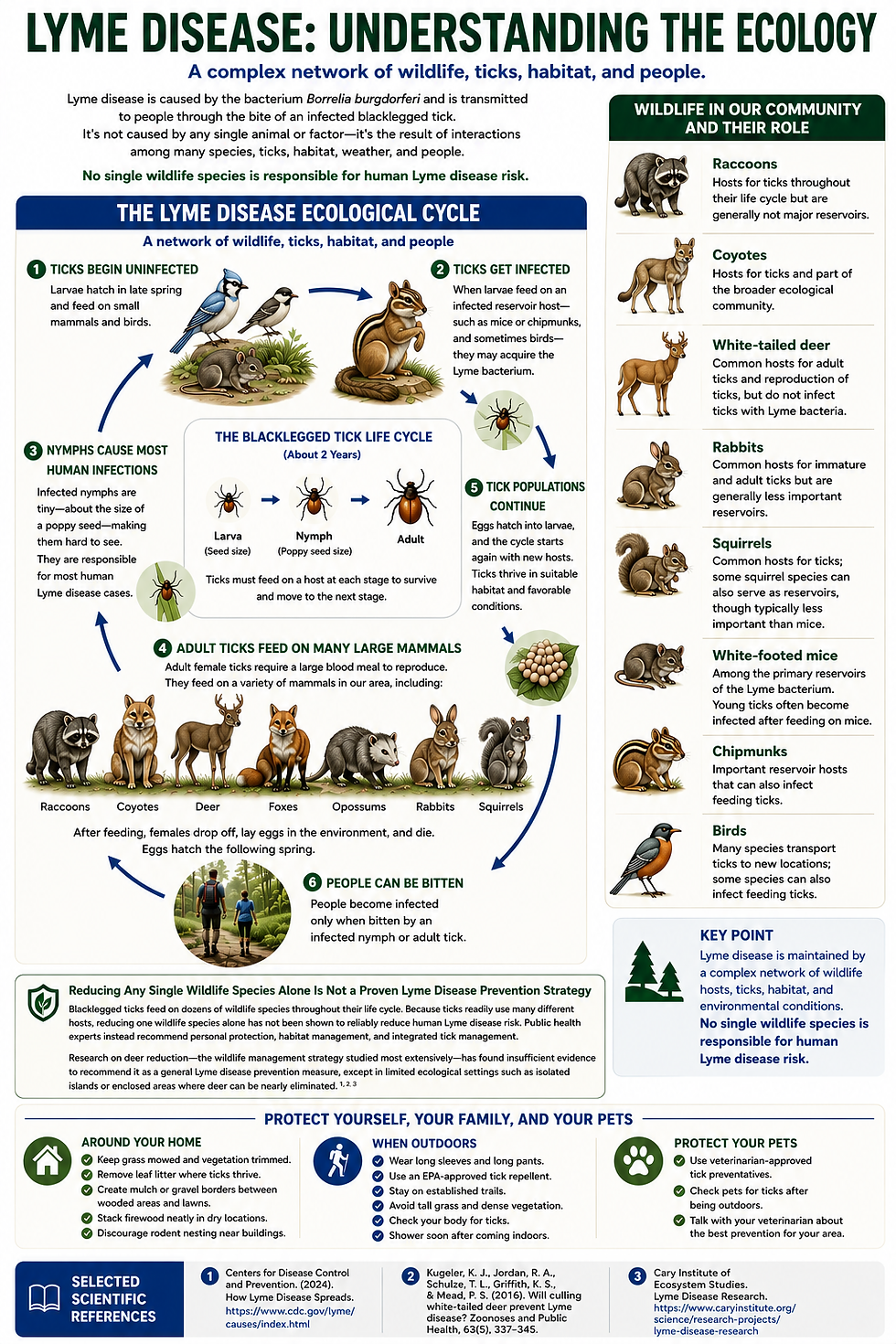tick ecology infographic.png