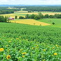 North Carolina Agriculture.jpg