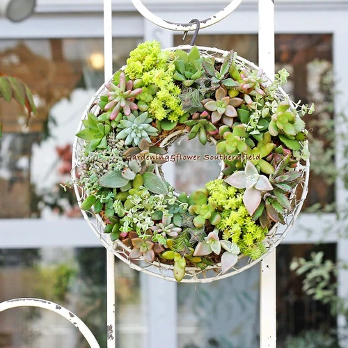 多肉植物寄せ植えギャザリングリースSサイズ 20cm | サザンフィールド