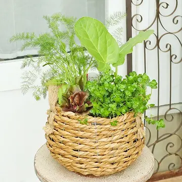ハーブ寄せ植え おまかせ 木製カゴジュートバスケット