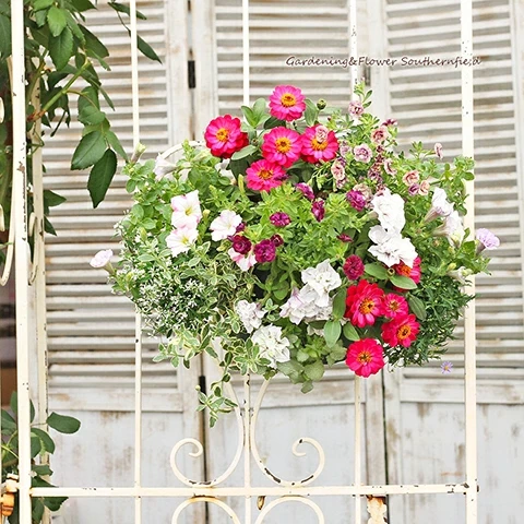 季節の花寄せ植え おまかせハンギングバスケット | リニューアルサイト