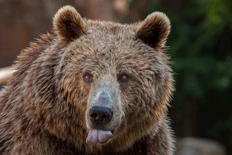 クマの顔のアップ