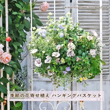 季節の花寄せ植え おまかせハンギングバスケット