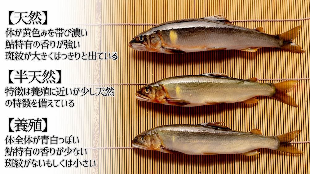 板前修業 鮎 天然と養殖の説明 目利き 踊り串の打ち方 塩焼き 板前修業 鮎 天然と養殖の説明 目利き 踊り串の打ち方 塩焼き