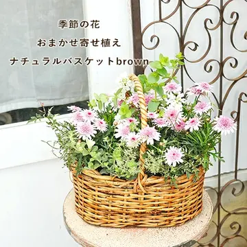 季節の花 おまかせ寄せ植え 木製ナチュラルバスケットbrown
