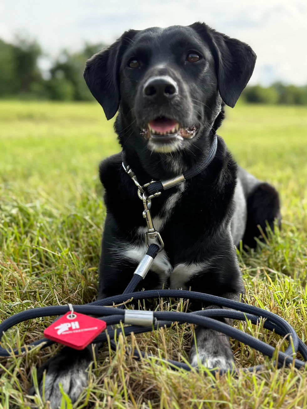 Thumbnail: Dog leash