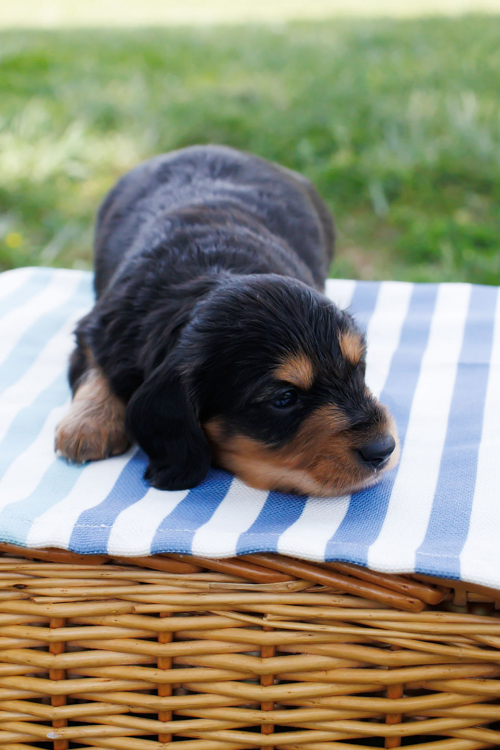 Thumbnail: Long-Haired Black & Tan Doxie Boy from Winne Availabl!! BORN: 3/21 GO-home: 5/15