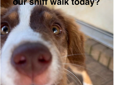 STOP and let your dog SNIFF!!