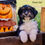Thumbnail: Lexi’s Mini Aussiedoodles! Born: 8/30 GO-HOME: 10/25 ($650-$1050)