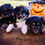 Thumbnail: Lexi’s Mini Aussiedoodles! Born: 8/30 GO-HOME: 10/25 ($650-$1050)