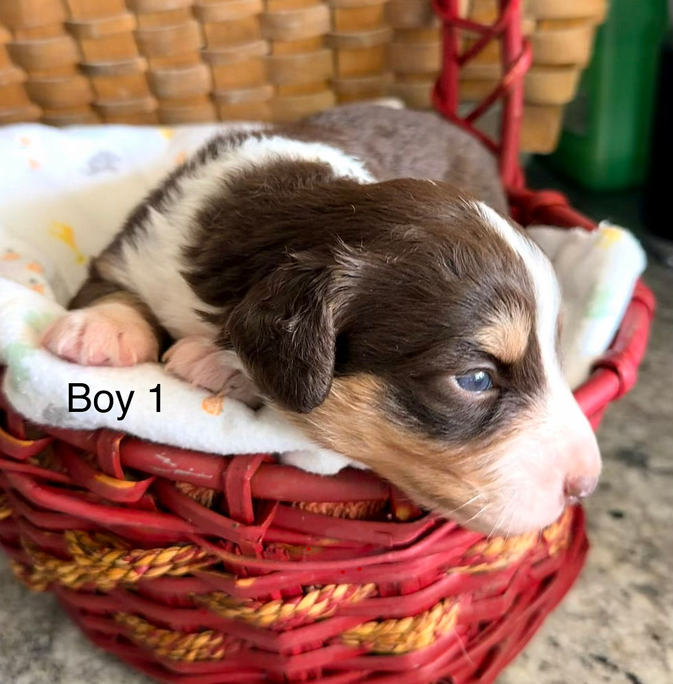 Thumbnail: Willow has Aussie-Doxies! (20-30lb) BORN: 8/12 Go-Home: 10/7