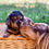 Thumbnail: Roxy has a beautiful long-haired Doxie girl!  Born: 9/23 Go-Home: 11/18