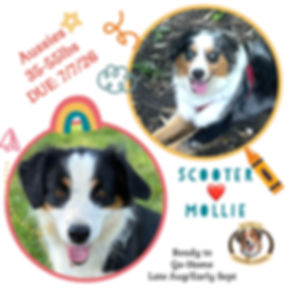 Mollie has babies DUE: 7/7 Standard Aussies/Large Mini $950-2250
